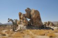 /album/fotogalerie/kalifornien-california-joshua-tree-2-jpg1/